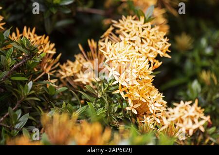 West Indian jasmine (Ixora) piante e fiori Foto Stock