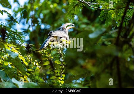 Una Malabar Gray Hornbill Al Arippa Forest Range Foto Stock