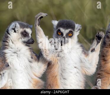 Lemure catta con coda ad anello. Foto Stock