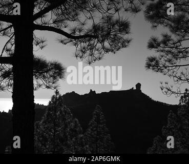 Paesaggio retroilluminato tra pini al tramonto, parco naturale di Roque Nublo, vetta di Gran Canaria, Spagna Foto Stock