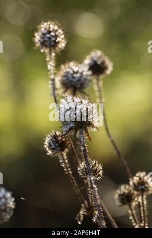 Le teste dei fiori morti del piccolo Teasel, Dipsacus pilosus, che crescono sulle rive del fiume Dorset Stour, coperto di gelo dopo una notte di congelamento i Foto Stock