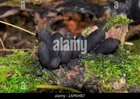 Dita di uomo morto,Xylaria poymorpa,su vecchi ceppi di faggio, estate a primavera, candela famiglia di tabacco da fiuto,fungo , funghi, Foto Stock