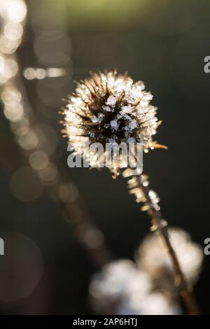 Le teste dei fiori morti del piccolo Teasel, Dipsacus pilosus, che crescono sulle rive del fiume Dorset Stour, coperto di gelo dopo una notte di congelamento i Foto Stock