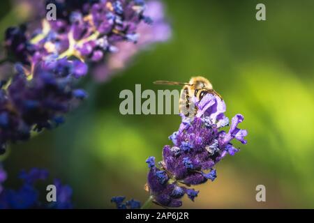 L'impollinazione delle api su un fiore di lavanda. Foto macro. Close up. Foto Stock