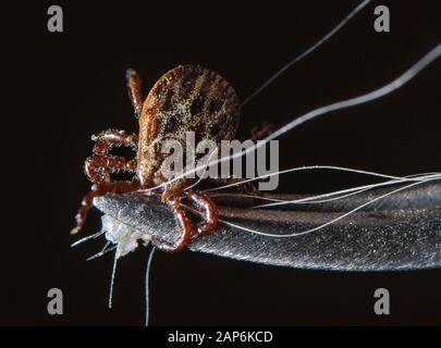 Sieversdorf, Germania. Xxi gen, 2020. Un segno di spunta precedentemente rimossi da un cane è tenuto da una pinzetta. Credito: Patrick Pleul/dpa-Zentralbild/ZB/dpa/Alamy Live News Foto Stock