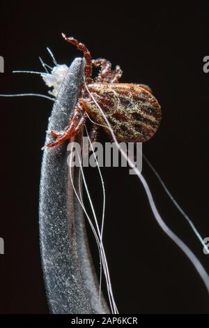 Sieversdorf, Germania. Xxi gen, 2020. Un segno di spunta precedentemente rimossi da un cane è tenuto da una pinzetta. Credito: Patrick Pleul/dpa-Zentralbild/ZB/dpa/Alamy Live News Foto Stock