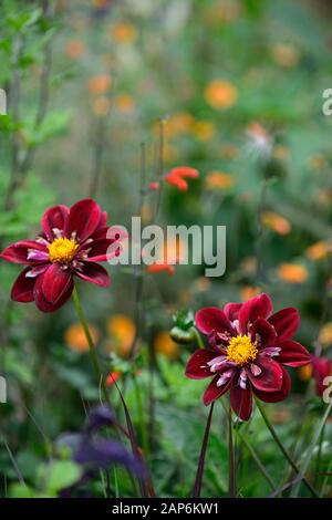 Dahlia notte Butterfly,collarette dalie,viola bianco a base di mirtillo palustre increspato fiori,fioritura,fiore,dahlia,RM Floral Foto Stock