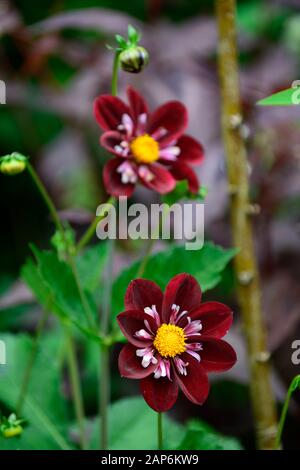 Dahlia notte Butterfly,collarette dalie,viola bianco a base di mirtillo palustre increspato fiori,fioritura,fiore,dahlia,RM Floral Foto Stock