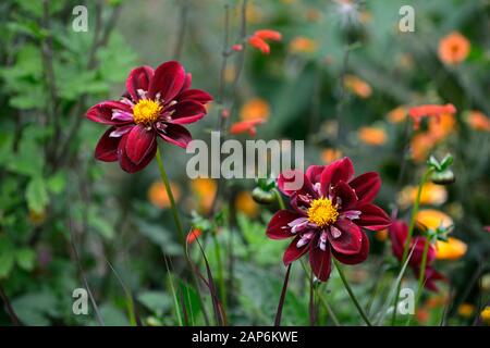 Dahlia notte Butterfly,collarette dalie,viola bianco a base di mirtillo palustre increspato fiori,fioritura,fiore,dahlia,RM Floral Foto Stock