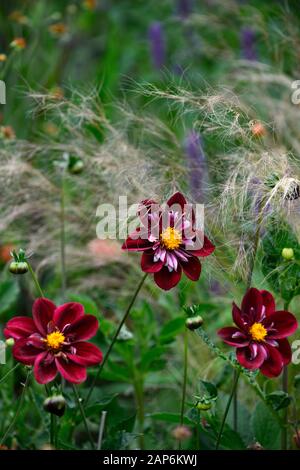 Dahlia notte Butterfly,collarette dalie,viola bianco a base di mirtillo palustre increspato fiori,fioritura,fiore,dahlia,RM Floral Foto Stock