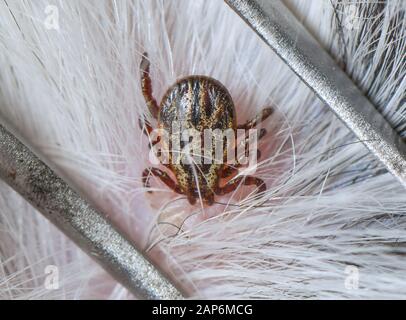 Sieversdorf, Germania. Xxi gen, 2020. Un segno di spunta ha picchiato nella pelle di un cane. Credito: Patrick Pleul/dpa-Zentralbild/ZB/dpa/Alamy Live News Foto Stock