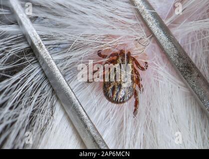 Sieversdorf, Germania. Xxi gen, 2020. Un segno di spunta ha picchiato nella pelle di un cane. Credito: Patrick Pleul/dpa-Zentralbild/ZB/dpa/Alamy Live News Foto Stock