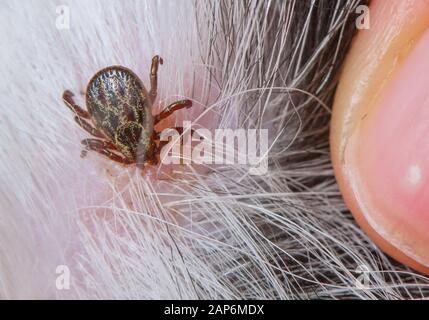 Sieversdorf, Germania. Xxi gen, 2020. Un segno di spunta ha picchiato nella pelle di un cane. Credito: Patrick Pleul/dpa-Zentralbild/ZB/dpa/Alamy Live News Foto Stock