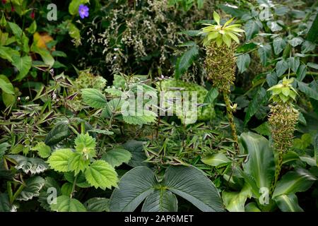 Eucomis bicolore,giglio di ananas a due colori,Persicaria runcinata Purple Fantasy,podophyllum spotty dotty,leaves,fogliame,mix,combinazione di piantaggio mista Foto Stock