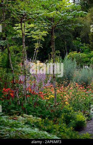 Aralia echinocaulis,underplanted,sottobosco,salvia sclarea,eryngium guatemalense,tagetes cinabro,alstroemeria,Calendula Zeolights,fiori,fioritura,m Foto Stock