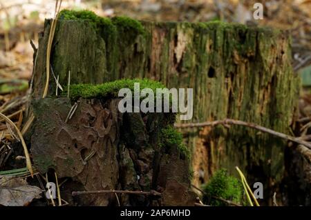 folto muschio su un tronco morto nella foresta Foto Stock