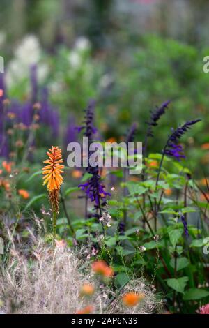 Knifofia Fiery Fred,torce giglio,red hot poker,arancio,tubular flower spike,stipa tenuissima,salvia amistad,mix flowering combination,flowers,flowerin Foto Stock