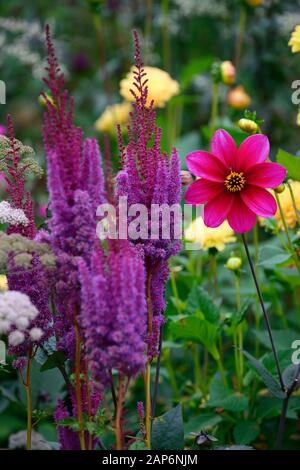 Dahlia piantina,astilbe chinensis var taquetii purpurlanze,rosa,viola,fiore singolo dalie,giardino,giardino,RM Floral Foto Stock