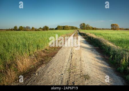 Una strada sterrata attraverso un campo verde con grano, l'orizzonte e un cielo azzurro chiaro Foto Stock