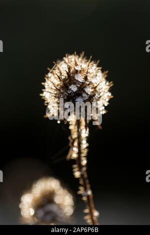 Le teste dei fiori morti del piccolo Teasel, Dipsacus pilosus, che crescono sulle rive del fiume Dorset Stour, coperto di gelo dopo una notte di congelamento i Foto Stock