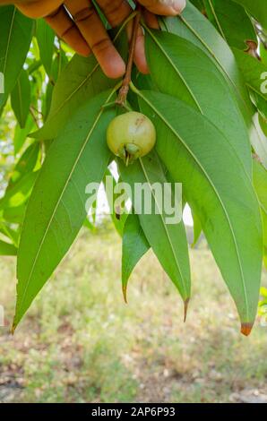 Stelo Di Tenuta Con Roseapple Acerbo. Foto Stock