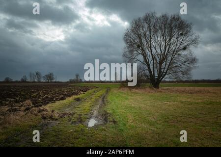 Strada di campagna e campo arato, grande albero senza foglie e nuvole grigie sul cielo Foto Stock