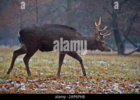 Giovane Daibowskii Deer Nel Periodo Invernale Della Foresta Foto Stock