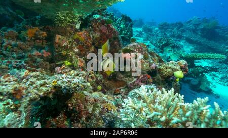 due pesci farfalla a labbro nero sulla barriera corallina arcobaleno Foto Stock