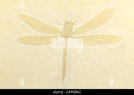 Libellula Cymatophlebia da fossili di Eichstätt, Germania Foto Stock
