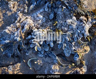 Frost On Newton Beach Vicino Porthcawl, Galles Del Sud Foto Stock