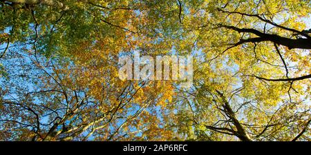 panorama di cime degli alberi colorate in autunno contro il cielo blu Foto Stock