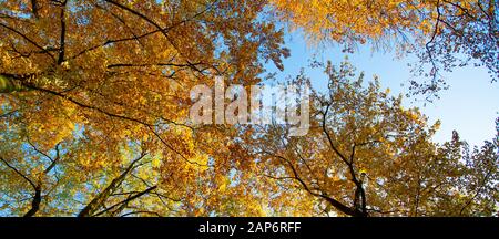 panorama di cime degli alberi colorate in autunno contro il cielo blu Foto Stock