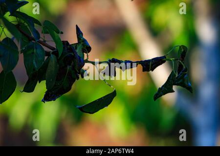 Foglia verde di una pera primo piano con danno da ulcere di malattie e funghi di macchia marrone di monniliosi scab. Problemi di giardinaggio. Malattie fungine e virali delle piante. Foto Stock
