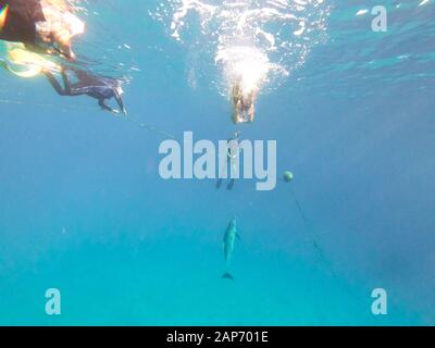 Il turismo di massa con un delfino spinner e la gente che snorkeling nella baia di Brayka, il Mar Rosso, l'Egitto Foto Stock