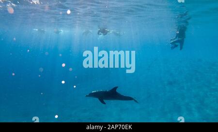 Un delfino spinner in fondo nella baia di Brayka, Mar Rosso, Egitto Foto Stock