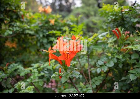 Alstroemeria, comunemente chiamata giglio peruviano o giglio degli Incas, è un genere di piante da fiore nella famiglia Alstroemeriaceae Foto Stock