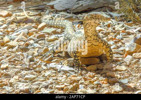 Vista frontale del Perentie, Varanus giganteus, il monitor più grande lucertola o goanna nativo di Australia, e la quarta più grande lucertola vivente sulla terra. Deserto Foto Stock