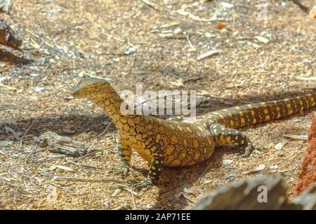 Vista laterale di Perentie, Varanus giganteus, il monitor più grande lucertola o goanna nativo di Australia, e la quarta più grande lucertola vivente sulla terra. Deserto Foto Stock