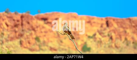 Banner panorama di sibilo kite, Haliastur sphenurus, appoggiato su un ramo con sfocate sullo sfondo della natura. Il Parco del deserto ad Alice Springs nel Nord Foto Stock