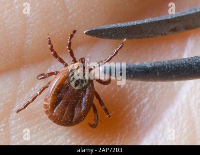 Sieversdorf, Germania. Xxi gen, 2020. Un segno di spunta esamina su un lato. Credito: Patrick Pleul/dpa-Zentralbild/ZB/dpa/Alamy Live News Foto Stock