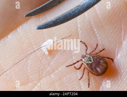 Sieversdorf, Germania. Xxi gen, 2020. Un segno di spunta esamina su un lato. Credito: Patrick Pleul/dpa-Zentralbild/ZB/dpa/Alamy Live News Foto Stock