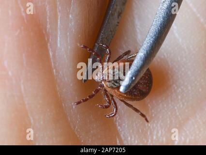 Sieversdorf, Germania. Xxi gen, 2020. Un segno di spunta esamina su un lato. Credito: Patrick Pleul/dpa-Zentralbild/ZB/dpa/Alamy Live News Foto Stock