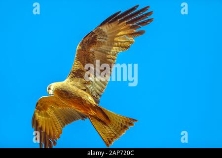 Il sibilo kite, Haliastur sphenurus, con gingery-marrone di piume vola contro il cielo blu. Il Parco del deserto ad Alice Springs, Territorio del Nord Foto Stock