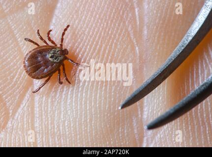 Sieversdorf, Germania. Xxi gen, 2020. Un segno di spunta esamina su un lato. Credito: Patrick Pleul/dpa-Zentralbild/ZB/dpa/Alamy Live News Foto Stock