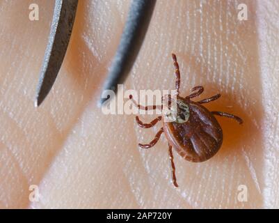 Sieversdorf, Germania. Xxi gen, 2020. Un segno di spunta esamina su un lato. Credito: Patrick Pleul/dpa-Zentralbild/ZB/dpa/Alamy Live News Foto Stock