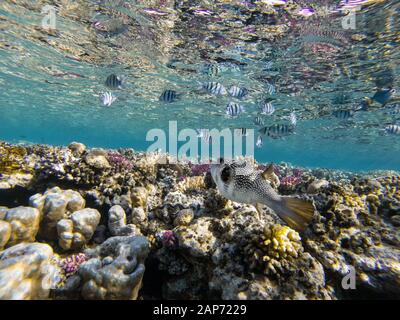Pesci colorati e puffer in una barriera corallina di Marsa Alam Foto Stock