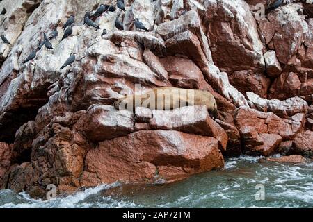 Leone Di Mare Sulle Rocce, Paracas Perù Foto Stock