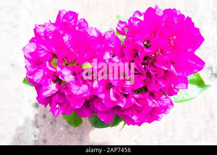 Vaso-pianta di bougainvillea rosa magenta come comprato ad una stanza dei bambini specializzata per crescere in Regno Unito Foto Stock
