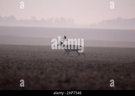 Il daino (Dama Dama) è un mammifero ruminante appartenente alla famiglia Cervidae. Questa specie è originaria di Europa Foto Stock