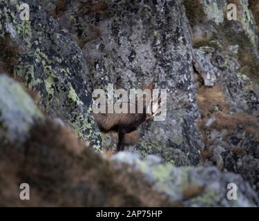 Rupicapra è un genere di antilope della capra denominato il camosci. Appartengono alla famiglia bovina dei mammiferi ungulati, i Bovidi. Parco Nazionale Retezat Selvaggio. Foto Stock